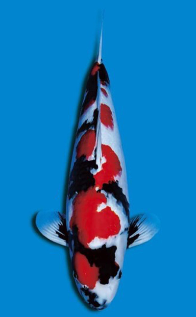 50bu Miyabi Award