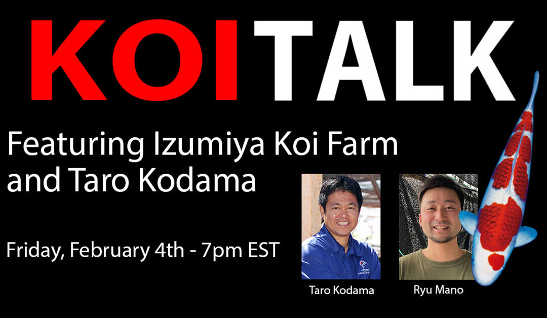 KOI TALK RECAP – Izumiya Koi Farm