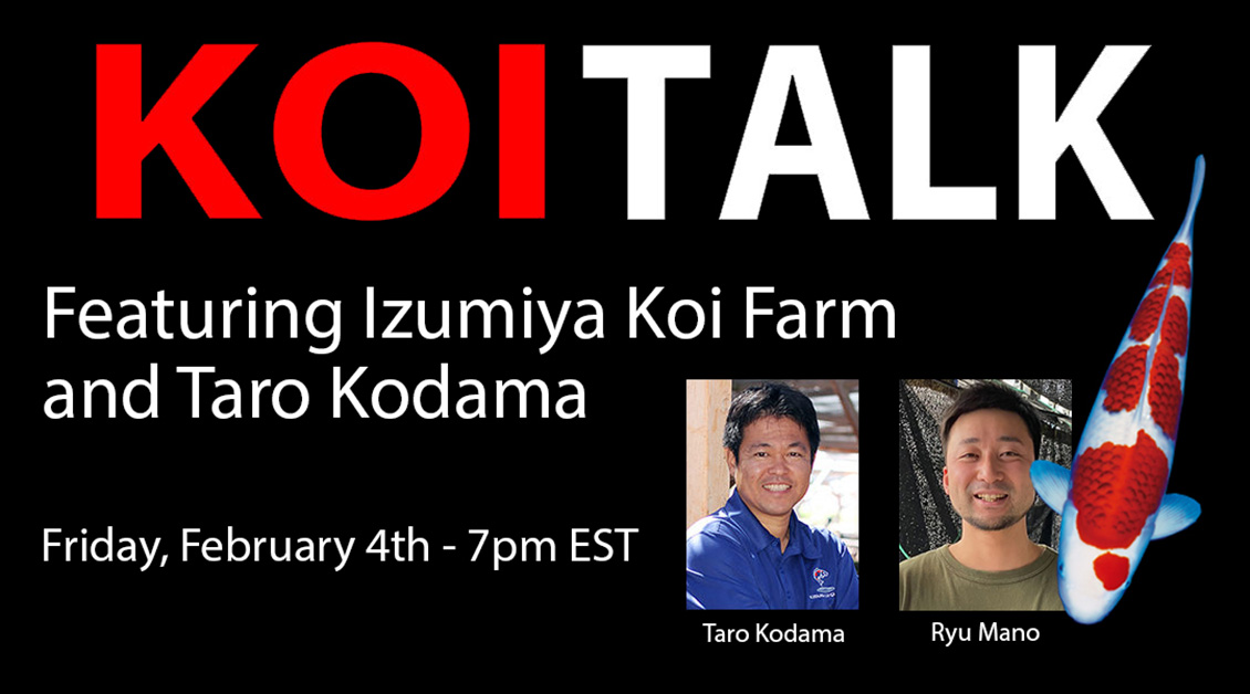 KOI TALK RECAP – Izumiya Koi Farm
