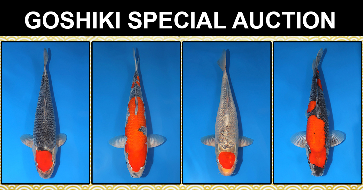 Goshiki Special Auction Banner
