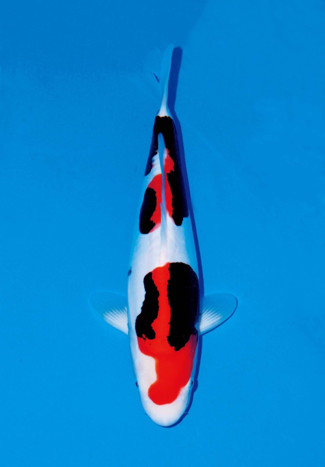 35bu-tsubaki-kawakami