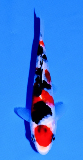 The44 All Japan Koi Show KOKUGYO award 12bu Taisho Sanke-Masai Koi Farm
