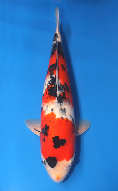 u0228m003