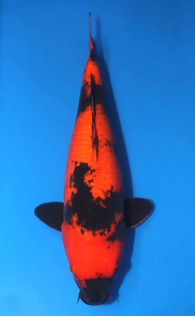 u0228m028