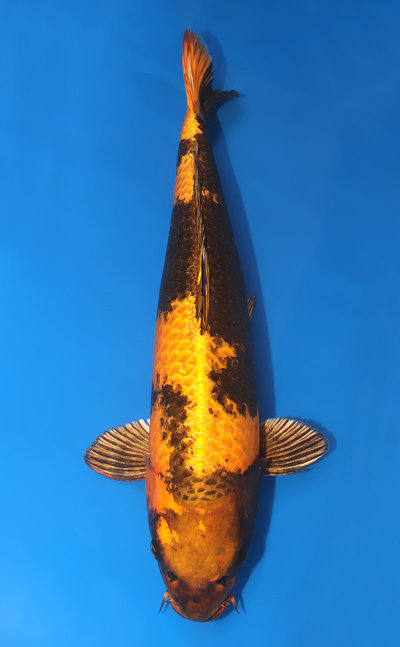 u0228m051