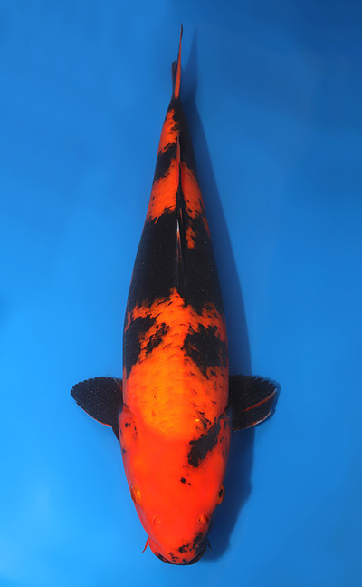 u0301m013
