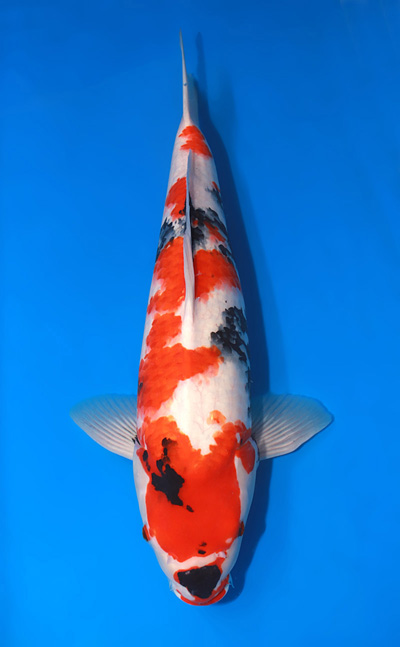 u0315m051