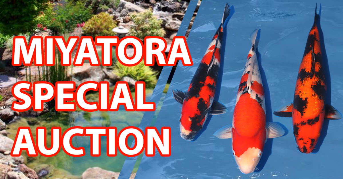 Miyatora Auction Banner