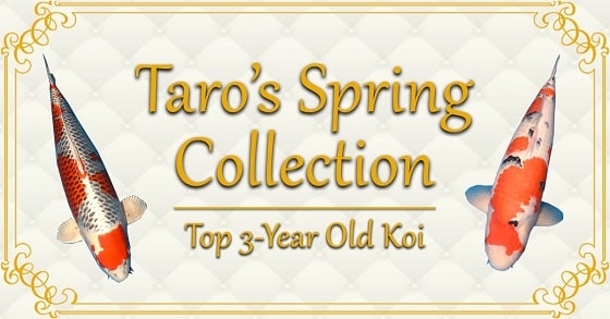 Taros-Spring-Collection-banner