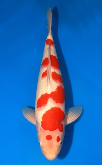 u0412t023-1