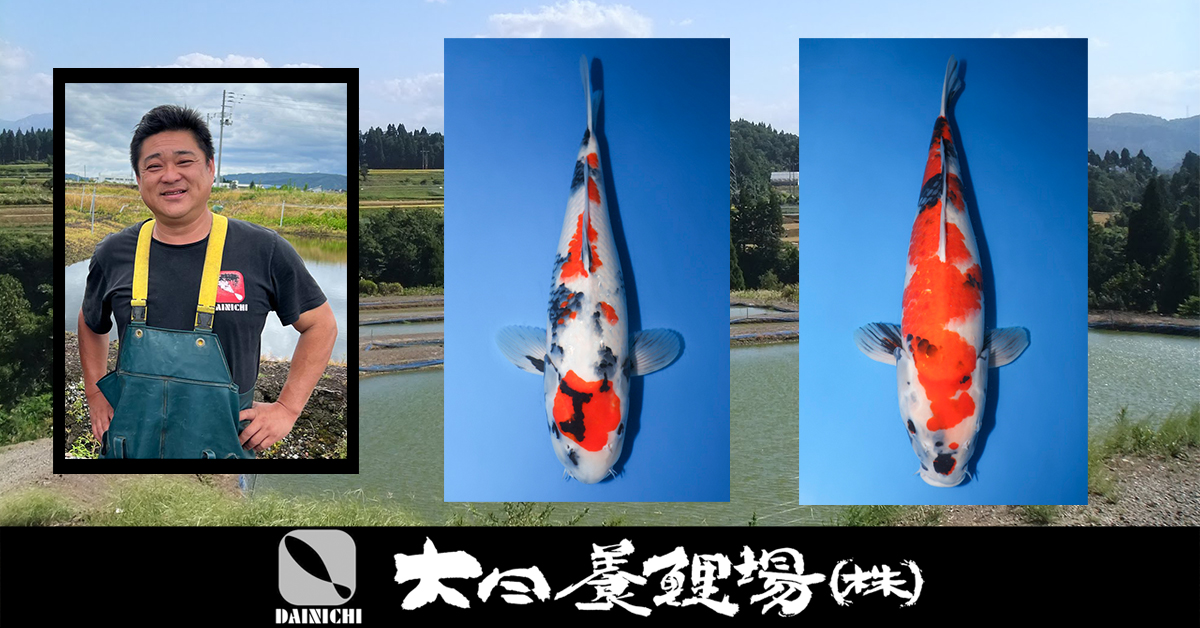 Dainichi Showa Special Auction Banner