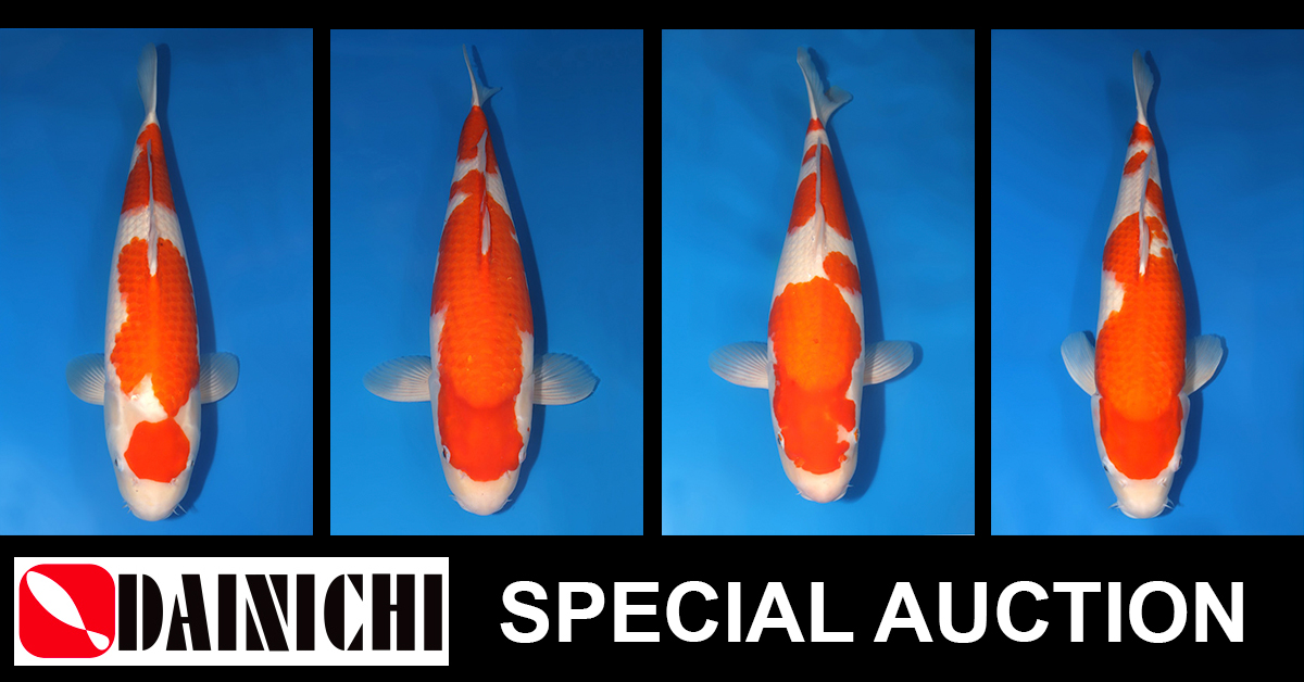 Dainichi Special Auction Kohaku Banner