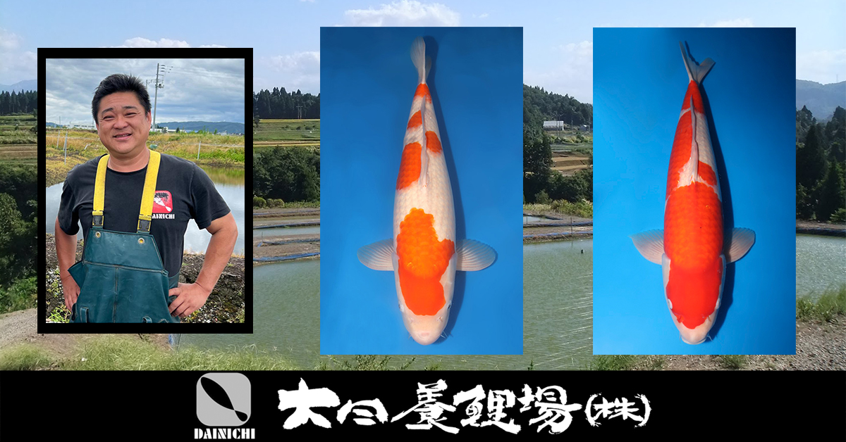 Dainichi Special Auction Landing Page Banner