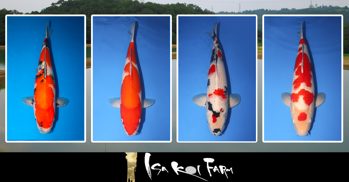 ISA Special Auction Landing Page Banner