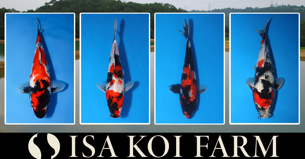 October-ISA-Special-Auction-Banner