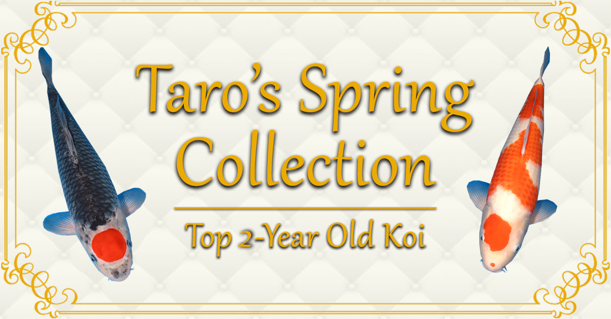 Taros 2 year Old Spring Collection banner