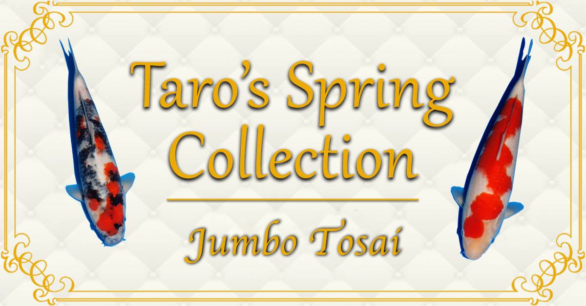 Taros Jumbo Tosai Collection banner