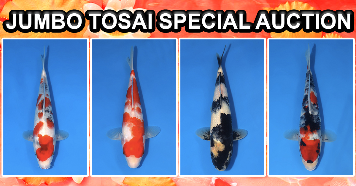 Jumbo Tosai Auction Banner
