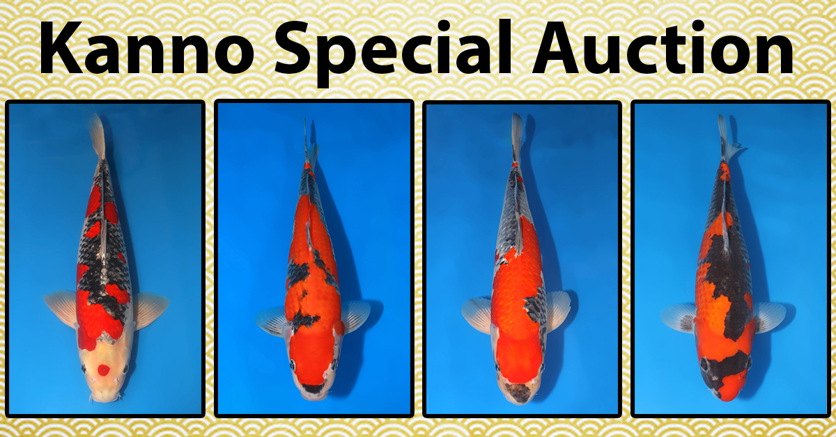 Kanno Special Auction