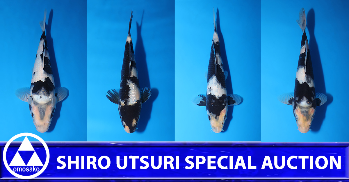 Shiro Utsuri Special Auction Landing Page Banner
