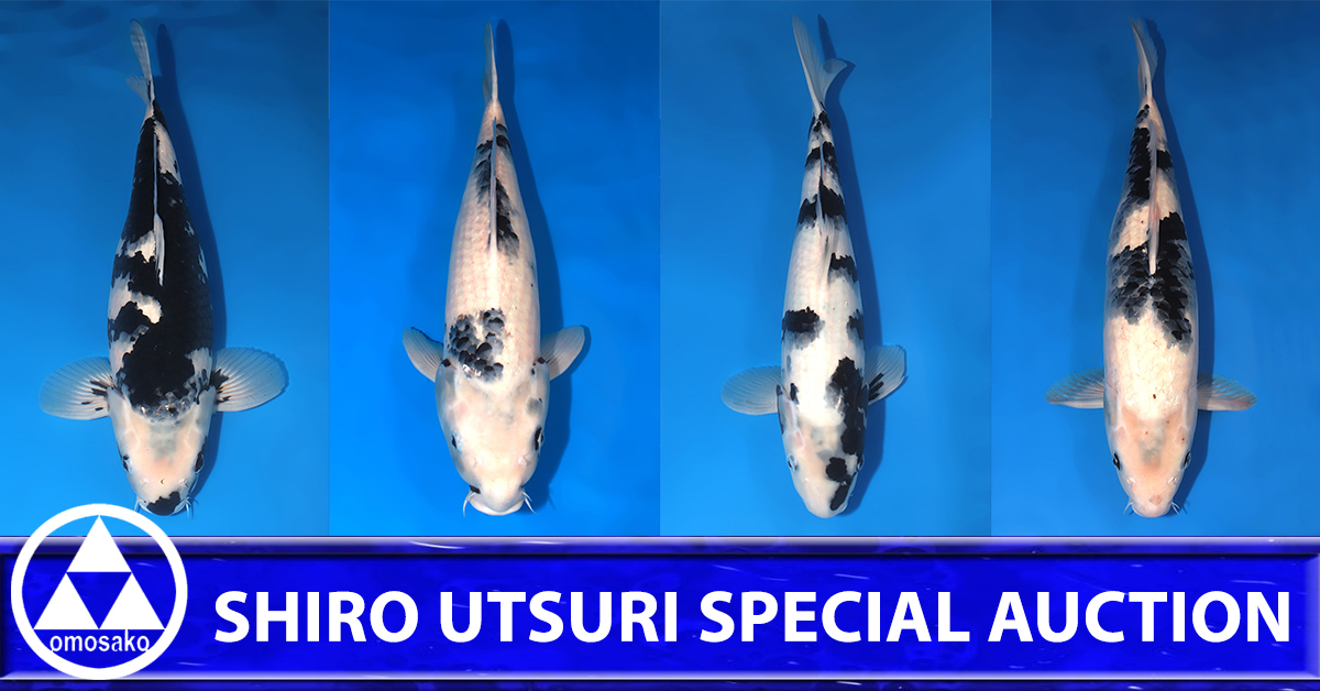 Shiro Utsuri Special Auction