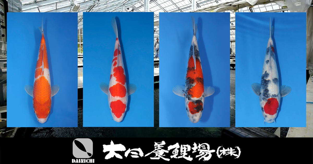 Dainichi Tosai Special Auction Landing Page Banner