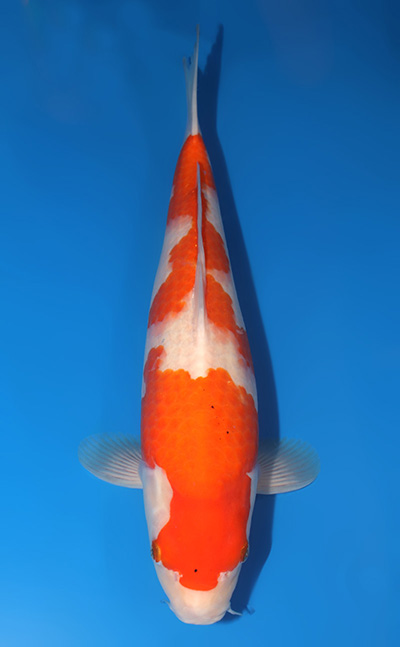 u0623s003
