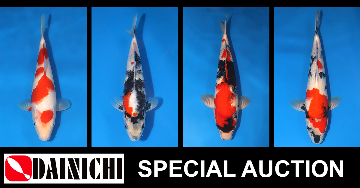 Dainichi Special Auction Banner