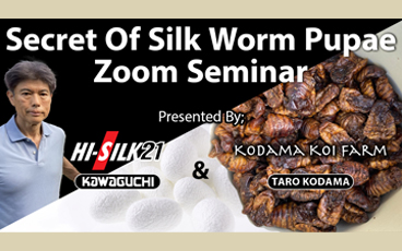 Hi Silk Seminar Recap – Secret of Silkworm Pupea