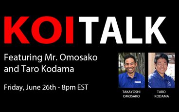 KOI TALK RECAP: Featuring Omosako Koi Farm – Presenting Shiro Utsuri & Kujyaku
