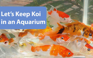 Let’s Keep Koi in an Aquarium
