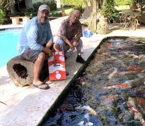 feeding-koi