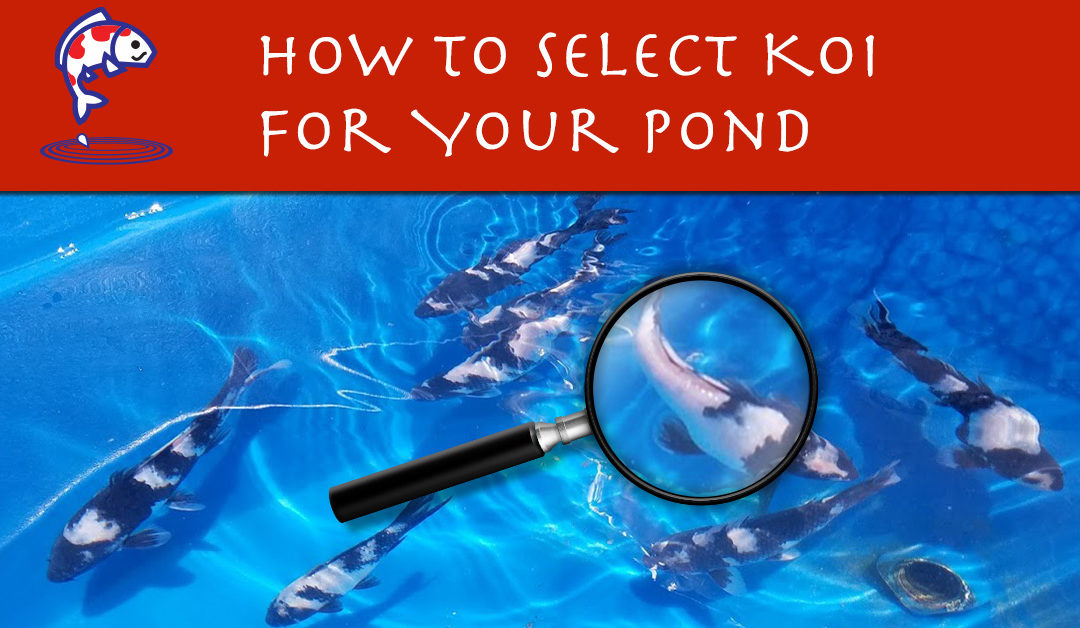 How to Select Koi – Which are Best to Choose for My Pond?