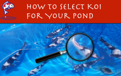 How to Select Koi – Which are Best to Choose for My Pond?