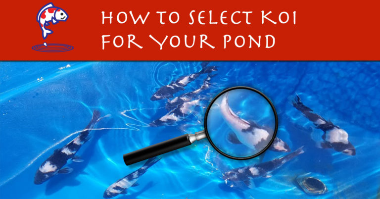 How to Select Koi – Which are Best to Choose for My Pond?