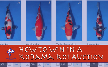 How to Win in Our Auction (Plus Video Walkthrough)