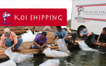 Koi Shipping Guide – Importance of High Quality Service for Koi Happiness