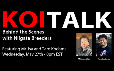 KOI TALK: Featuring Isa Koi Farm | Behind the Scenes with Niigata Breeders