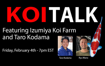 KOI TALK RECAP – Izumiya Koi Farm