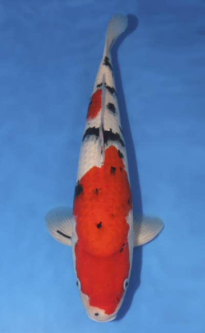 u0906s025