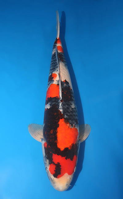 u0912s025