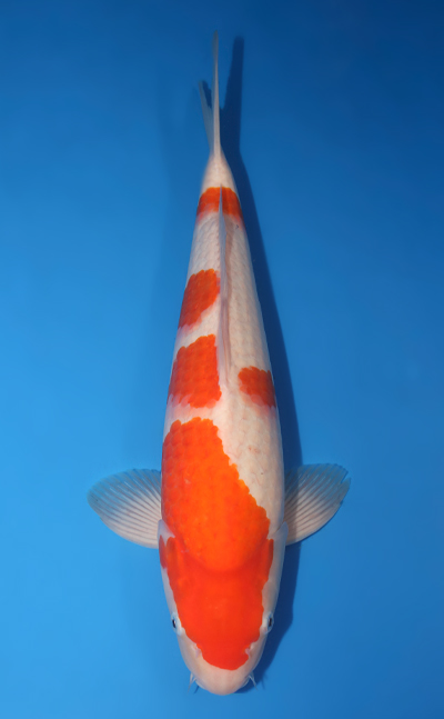 u0920s009