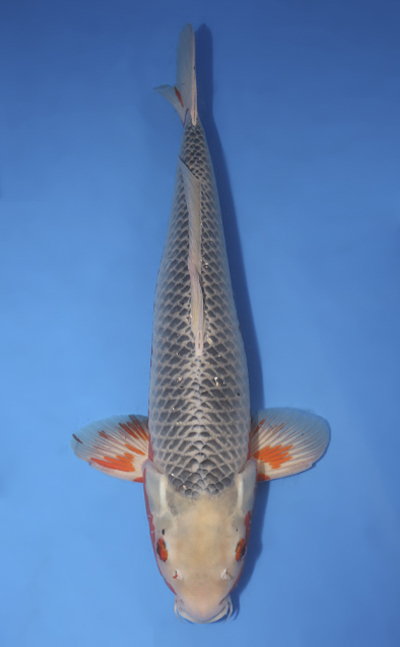 u0922s028