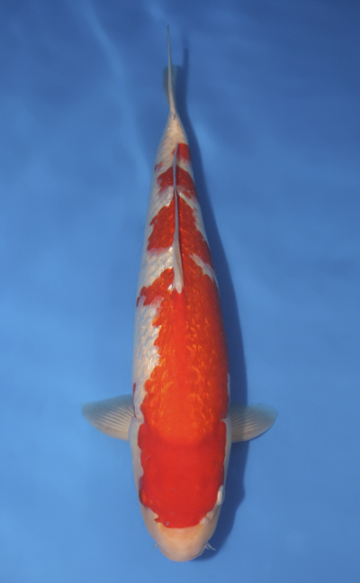 u0922s029