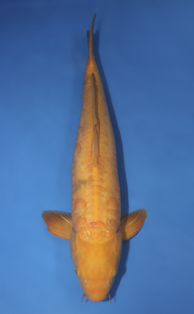 u0929s018