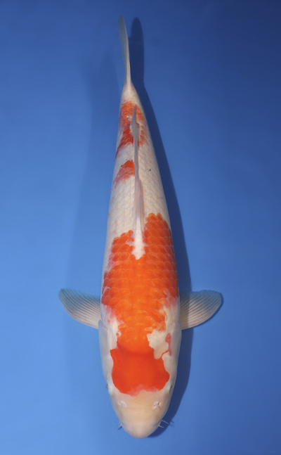 u0930s001
