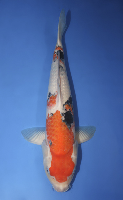u0930s010