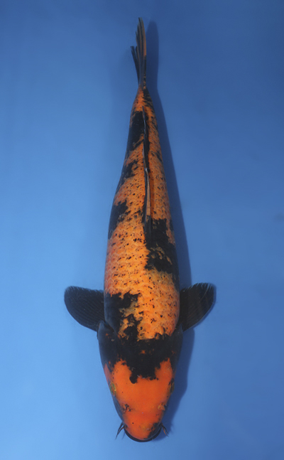 u1003s006
