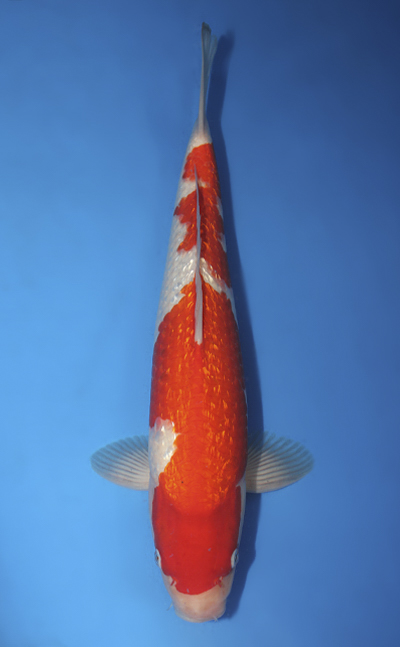 u1003s029