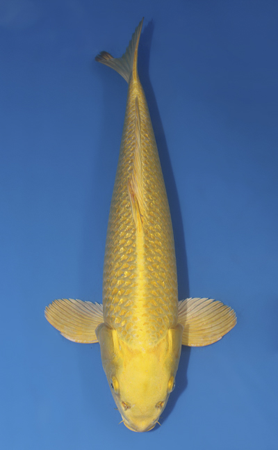 u1004s018